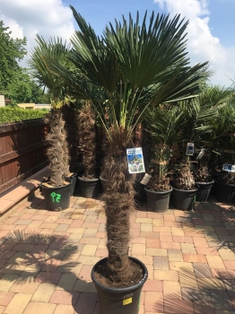 Trachycarpus wagnerianus 