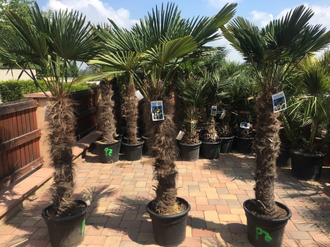 Trachycarpus wagnerianus 