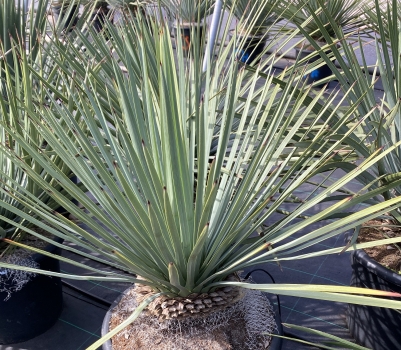 Yucca HESPEROYUCCA WHIPPLEI (syn. YUCCA WIPPLEI ) 