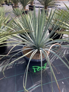 Yucca HESPEROYUCCA WHIPPLEI (syn. YUCCA WIPPLEI ) 