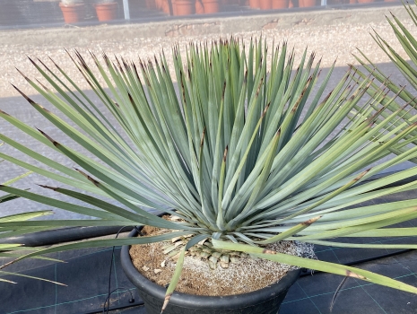 Yucca HESPEROYUCCA WHIPPLEI (syn. YUCCA WIPPLEI ) 