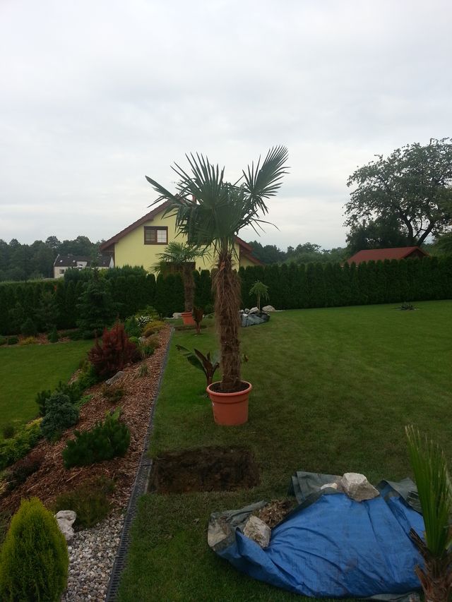 Výsadba palem 