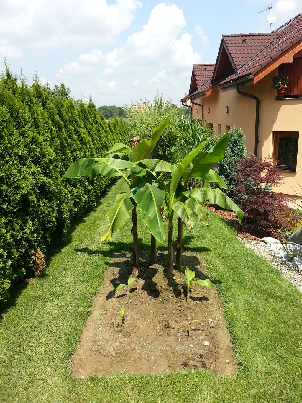 Zahrada - 2013 
