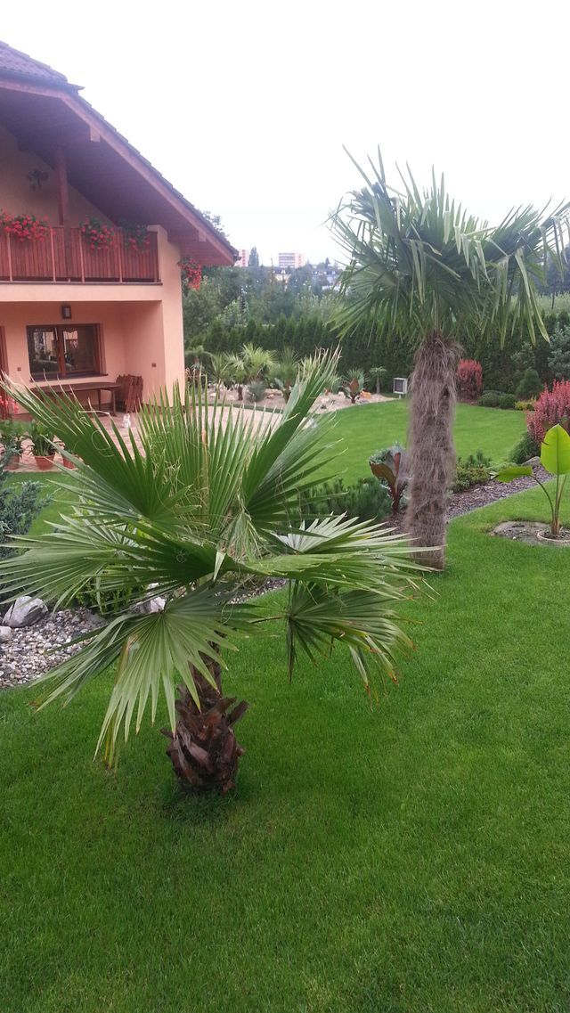 Naše zahrada 2013 