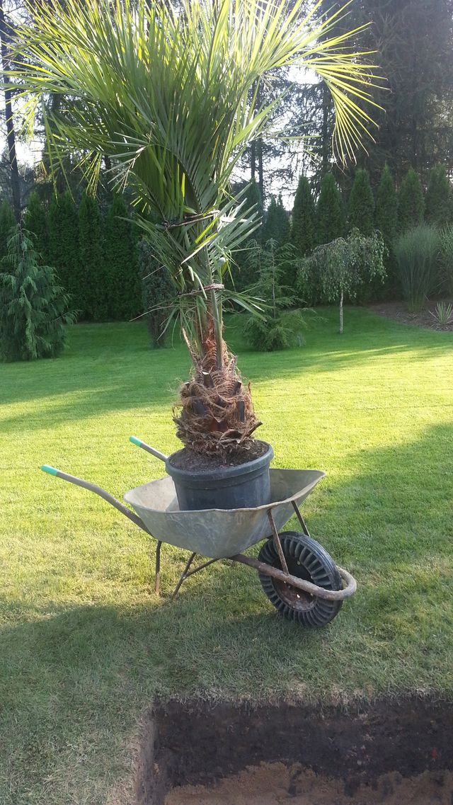 Přípravy zasazení palem 