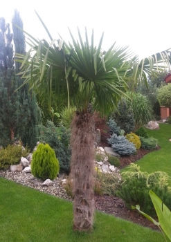 Trachycarpus fortunei 