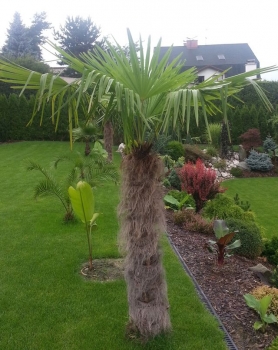Trachycarpus fortunei 