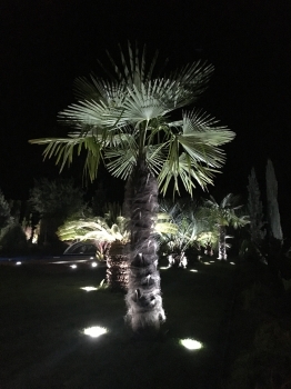 Trachycarpus fortunei 