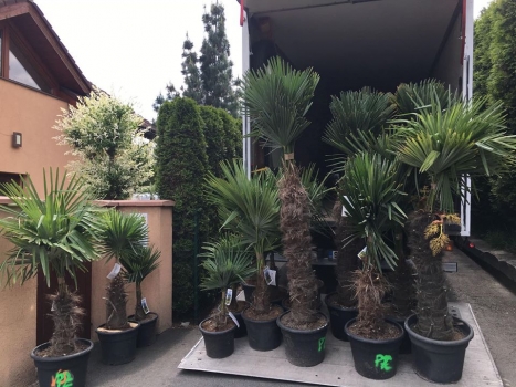 Trachycarpus fortunei 