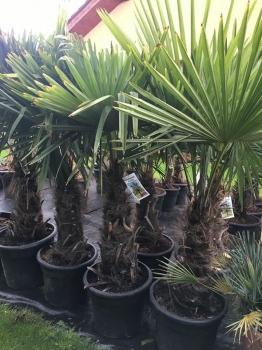 Trachycarpus fortunei 