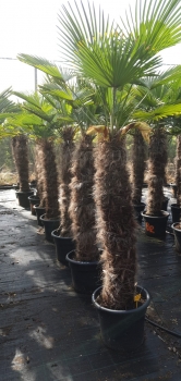 Trachycarpus fortunei 