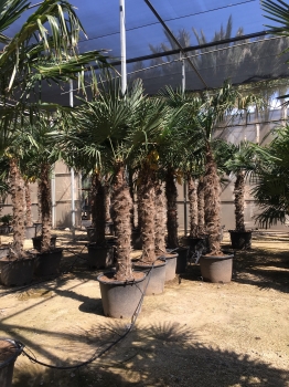 Trachycarpus fortunei 