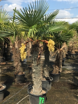 Trachycarpus fortunei 