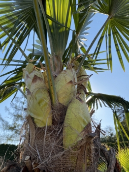 Trachycarpus fortunei 