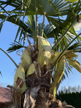 Trachycarpus fortunei 