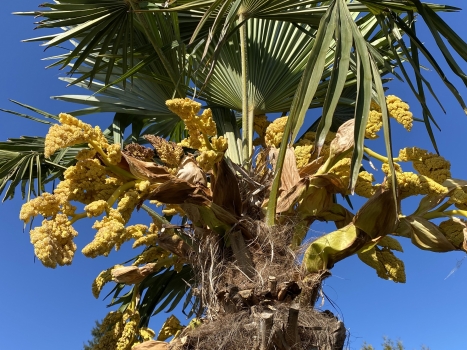 Trachycarpus fortunei 
