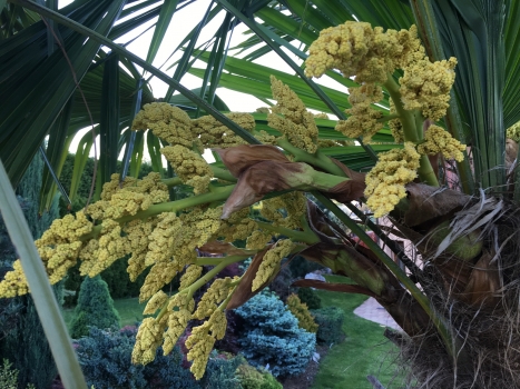 Trachycarpus fortunei 