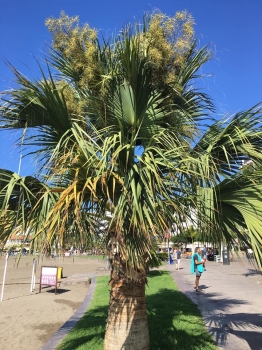 Sabal palmetto 