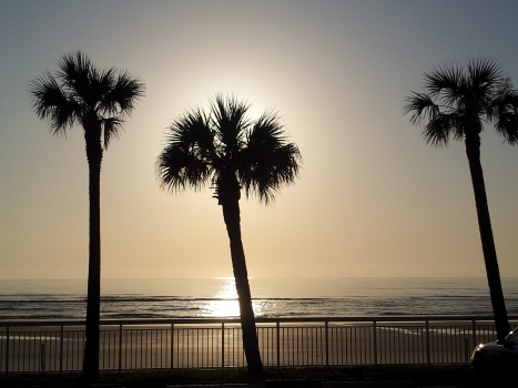 Sabal palmetto 