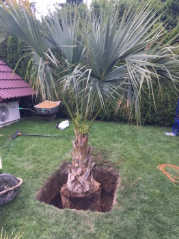 Sabal palmetto 