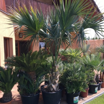Sabal palmetto 