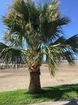 Sabal palmetto 