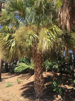 Sabal palmetto 