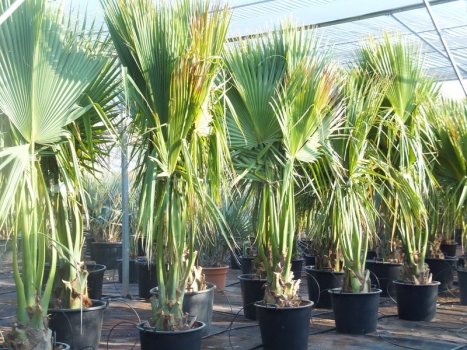 Sabal minor 