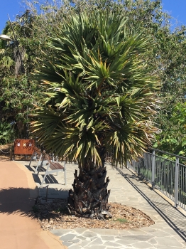 Rhapidophyllum hystrix 
