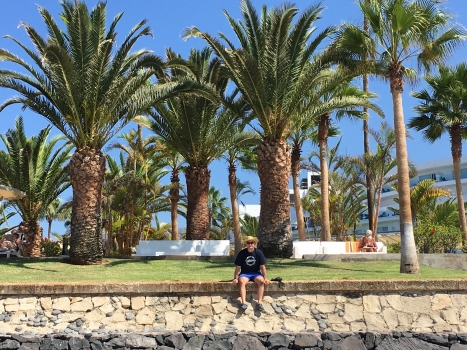 Phoenix canariensis 
