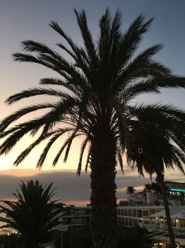 Phoenix canariensis 