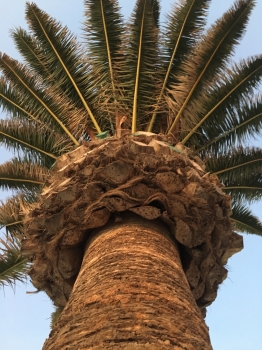 Phoenix canariensis 