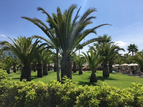Phoenix canariensis 