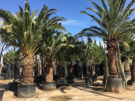 Phoenix canariensis 