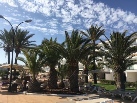 Phoenix canariensis 
