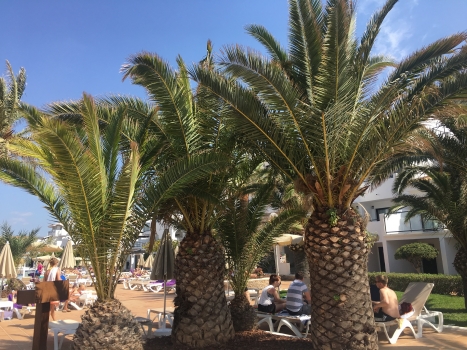 Phoenix canariensis 
