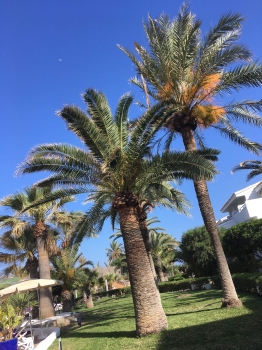 Phoenix canariensis 