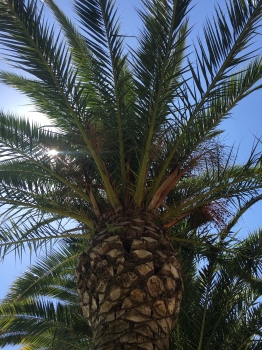 Phoenix canariensis 