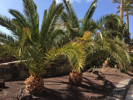 Phoenix canariensis 