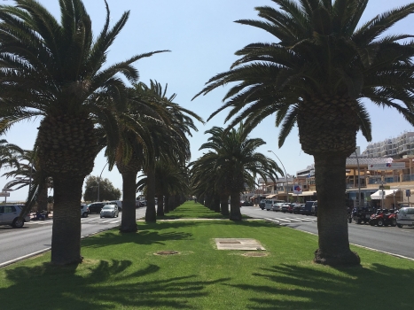 Phoenix canariensis 