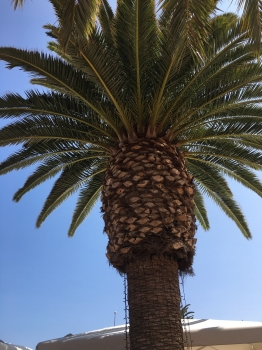 Phoenix canariensis 