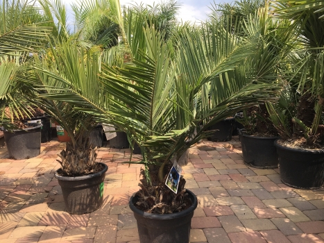 Jubaea chilensis 