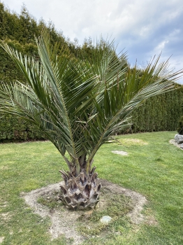 Jubaea chilensis 