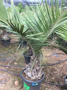 Jubaea chilensis 