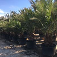 Jubaea chilensis 