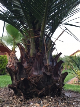 Jubaea chilensis 