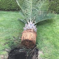Jubaea chilensis 