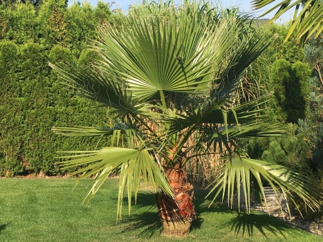 Washingtonie robusta 