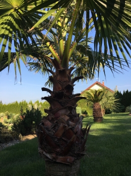 Washingtonie robusta 
