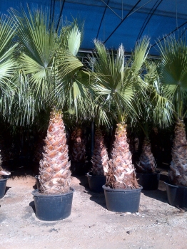 Washingtonie robusta 